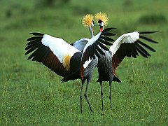 Crowned Cranes in Full Splendor